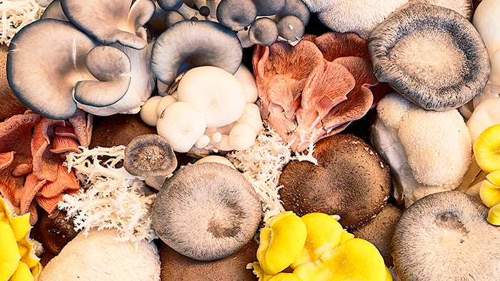 mushrooms and immune support supplements benefit immunity