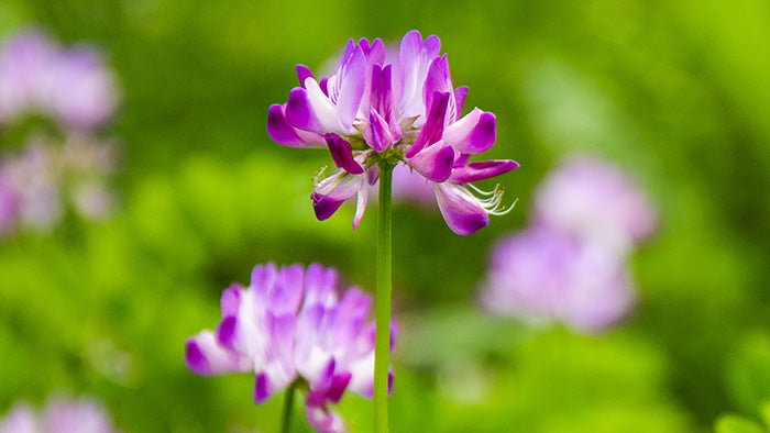 5 Health Benefits of Astragalus Explained By A Master Herbalist