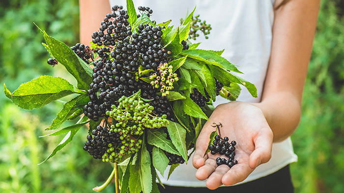 Elderberry Benefits: 6 Ways This Medicinal Plant Can Improve Your Health