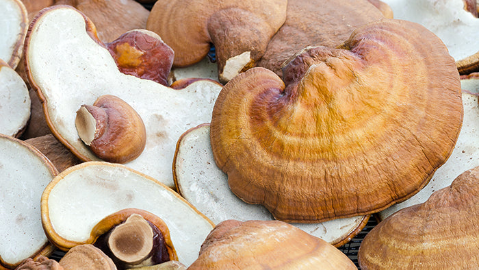 Reishi Mushrooms: Top 5 Benefits You Need To Know