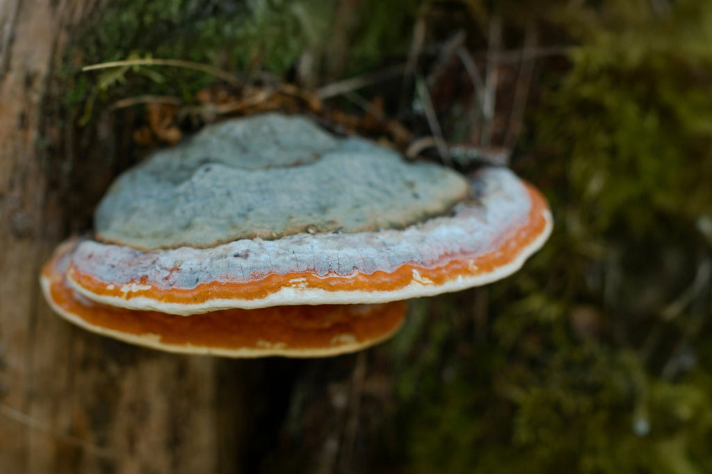 Chaga Mushroom Benefits: Why This Superfood is Called “The King of Mushrooms”