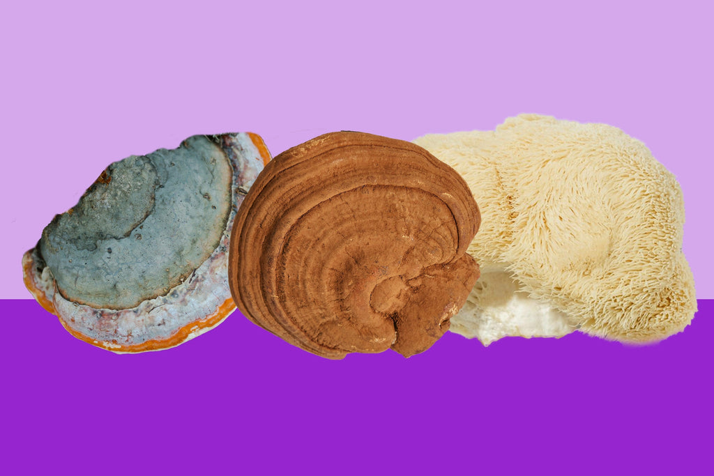 Chaga Mushroom vs. Reishi vs. Lion’s Mane: Which One is Right for You?